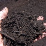 compost